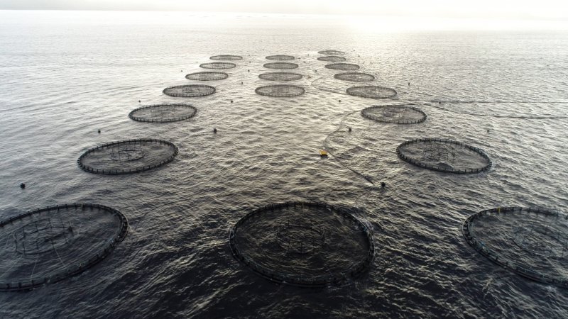 Drone flyover of offshore salmon farm