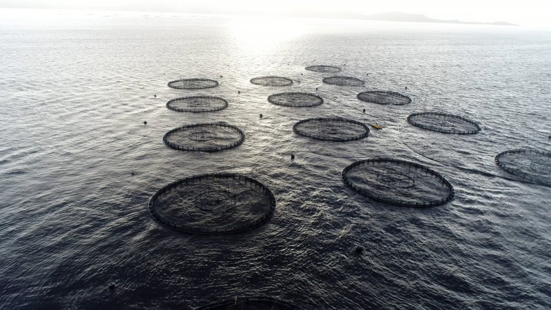 Drone flyover of offshore salmon farm