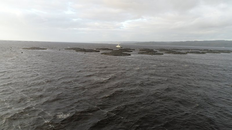 Drone flyover of offshore salmon farm