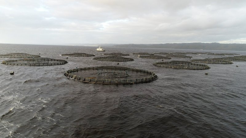 Drone flyover of offshore salmon farm