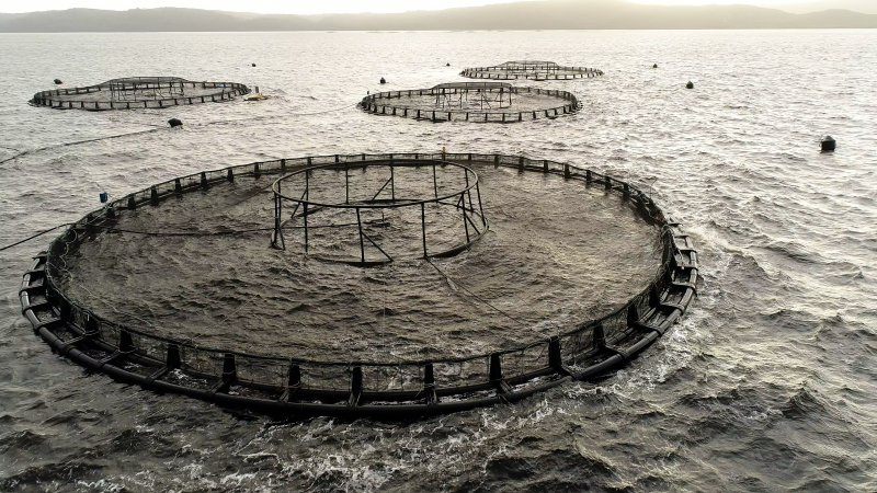 Drone flyover of offshore salmon farm