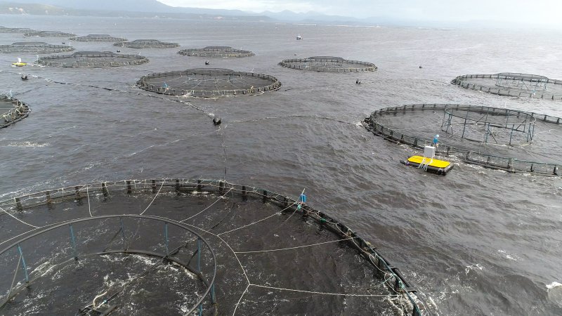 Drone flyover of offshore salmon farm