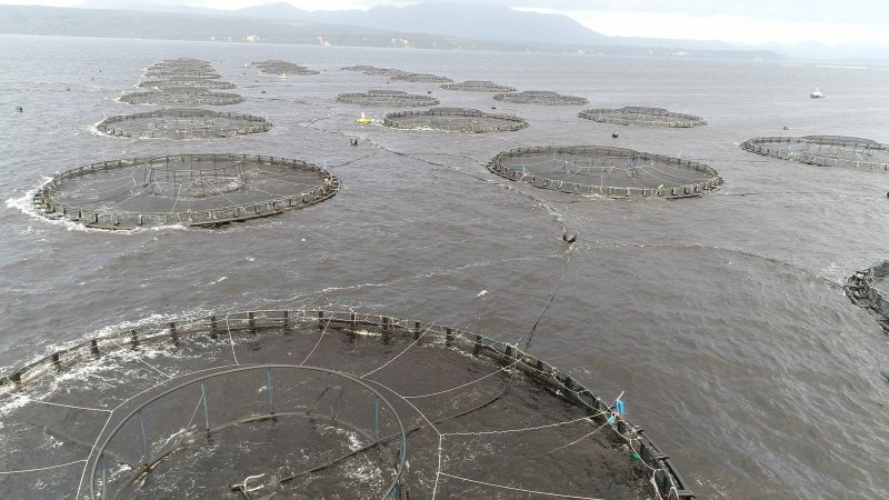 Drone flyover of offshore salmon farm