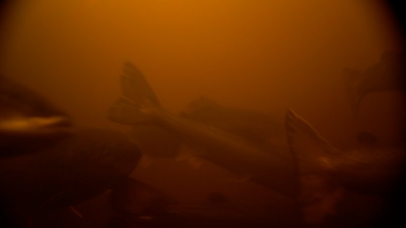 Salmon farmed in floating sea cage