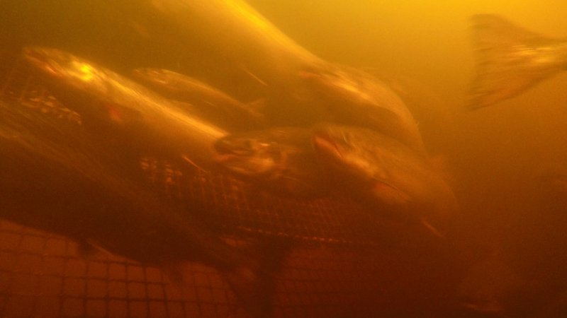 Salmon farmed in floating sea cage