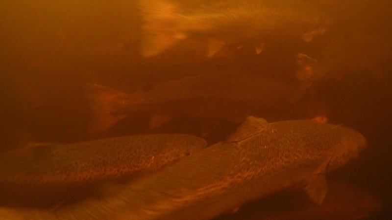 Salmon farmed in floating sea cage