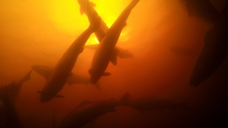 Salmon farmed in floating sea cage