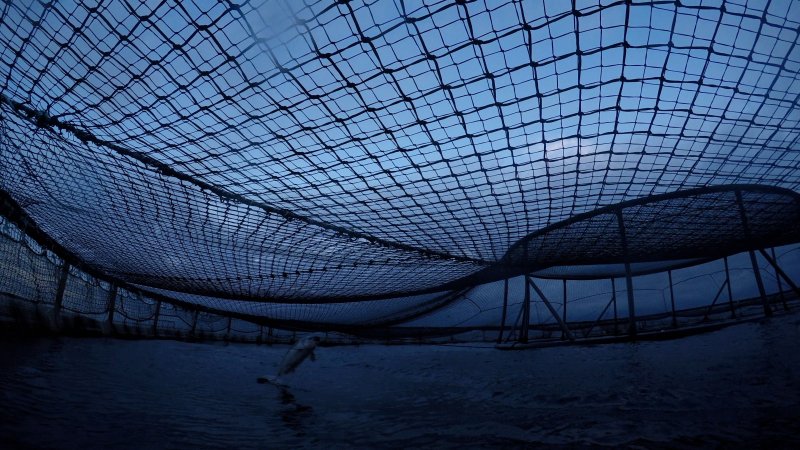 Salmon jumping out of water in floating sea cage farm