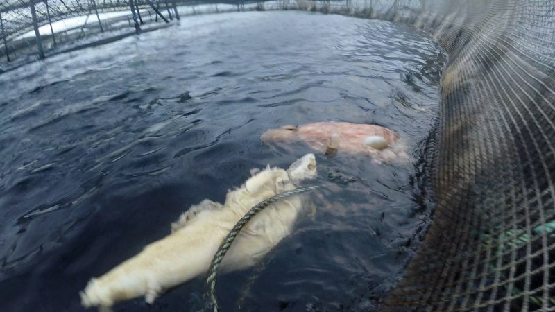 Dead salmon floating at top of sea cage farm