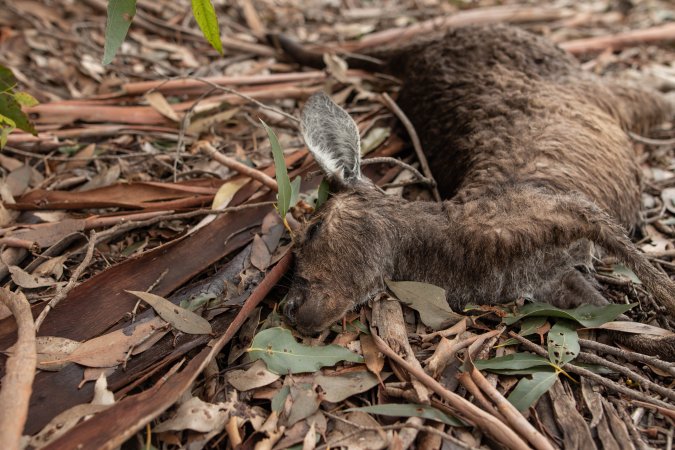 Kangaroo hit by a car