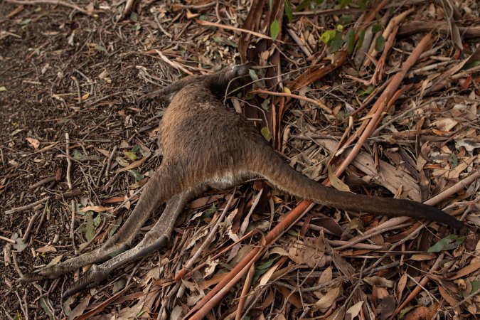 Kangaroo hit by a car