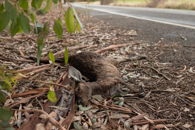 Kangaroo hit by a car