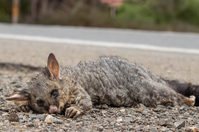 Possum hit by a car