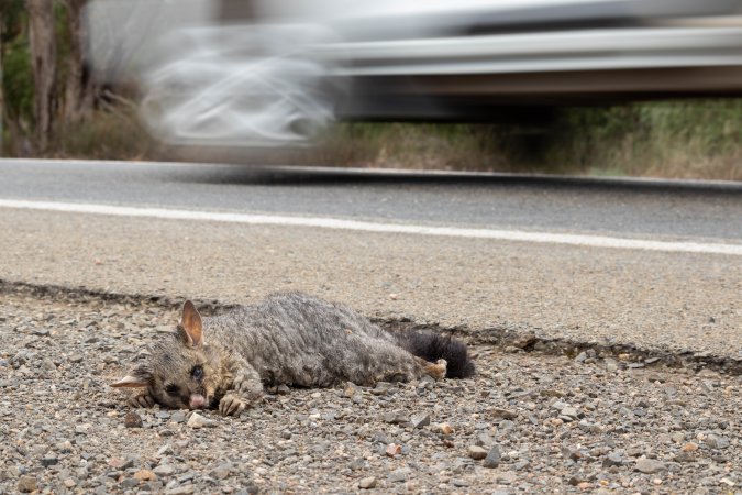 Possum hit by a car