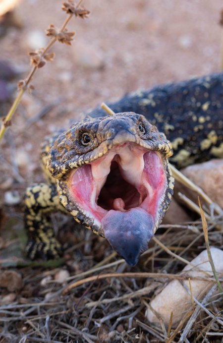 Blue Tongue