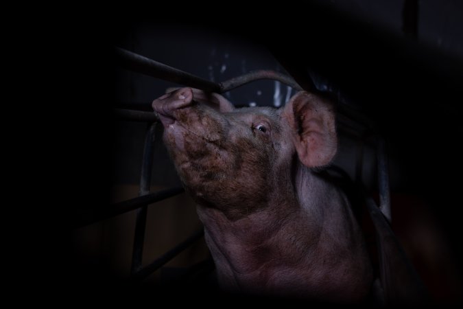 Sow in farrowing crate