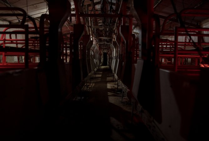 Main aisle of farrowing shed