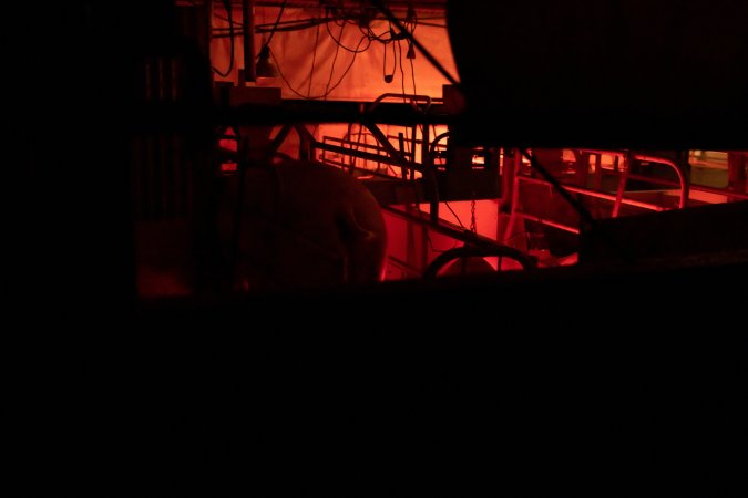 Farrowing shed through ventilation