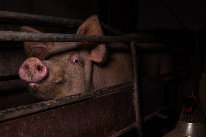 Sow in farrowing crate