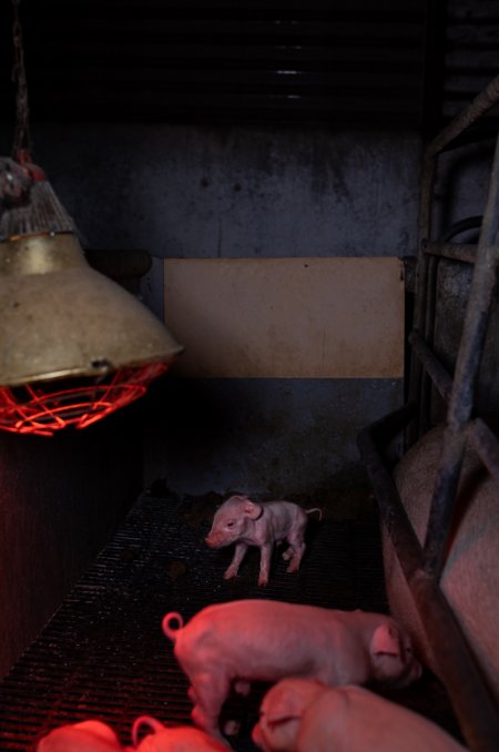 Piglet in farrowing crate