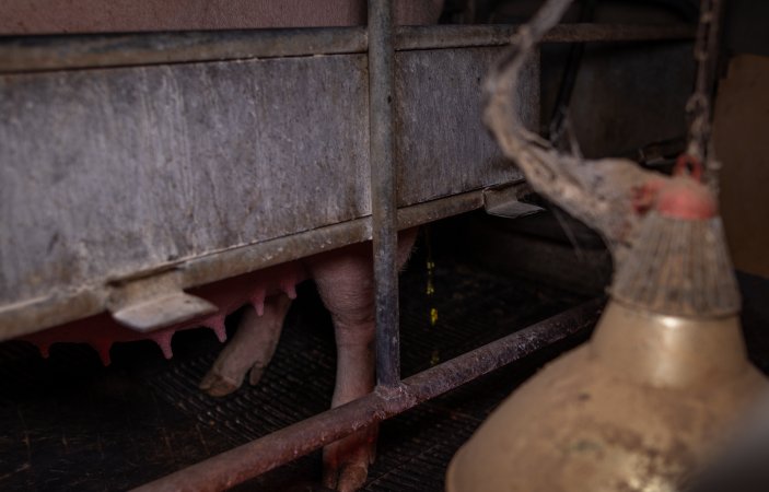 Sow urinating in farrowing crate