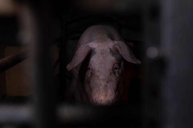 Sow in farrowing crate