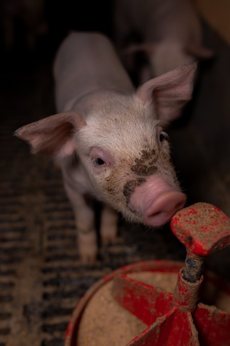 Filthy piglet in farrowing crate