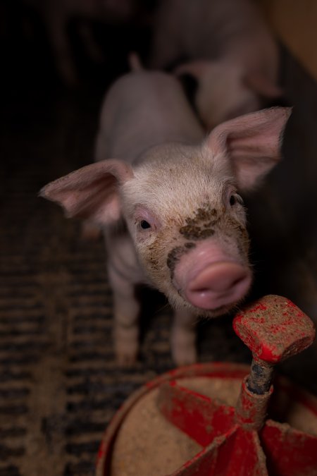 Filthy piglet in farrowing crate