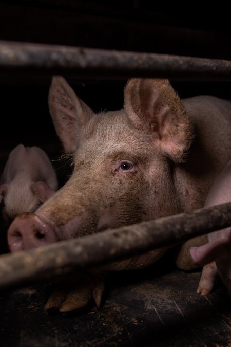 Sow in farrowing crate
