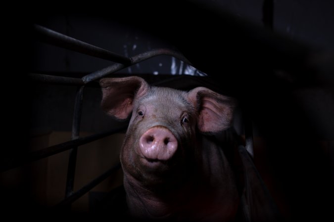 Sow in farrowing crate