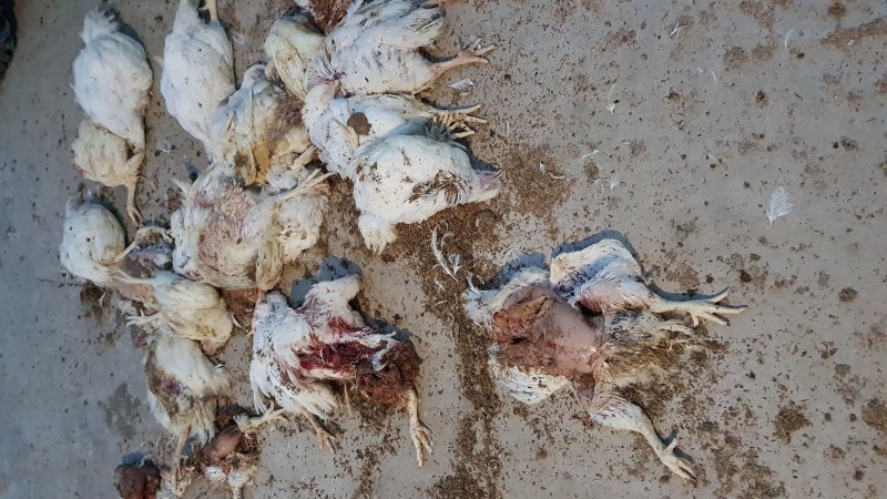 ProTen Broiler Farm - Photos of Dead Birds