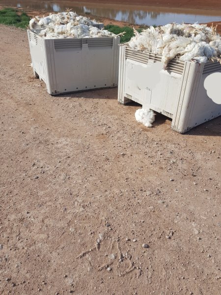 ProTen Broiler Farm - Photos of Dead Birds