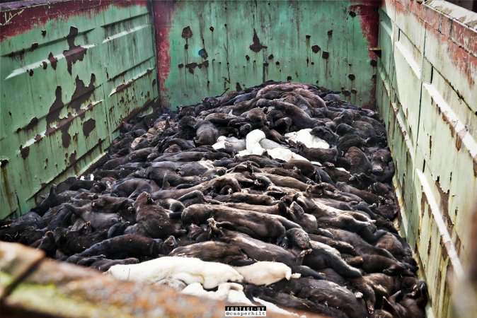 The cull of minks in Denmark