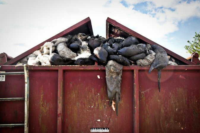 The cull of 18 million minks in Denmark