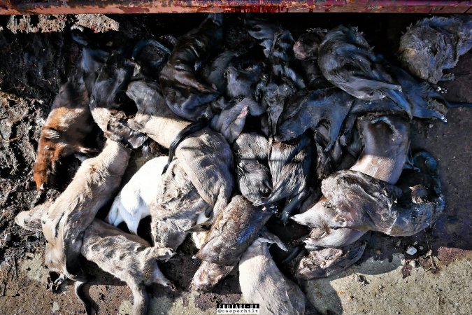 The cull of 18 million minks in Denmark