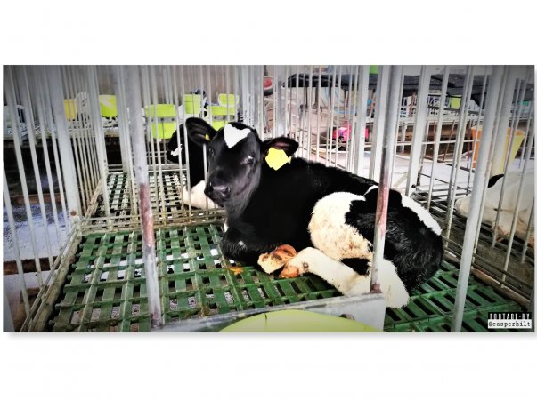 Veal live export. Haifa, Israel, quarantine zone.