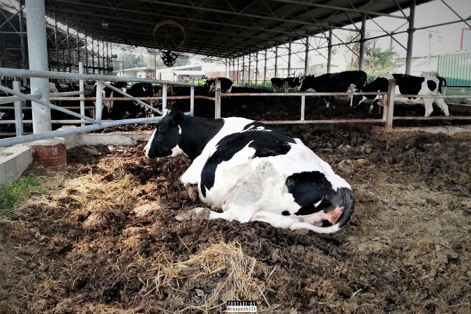 Dairy Farm, Ashdod, Israel.