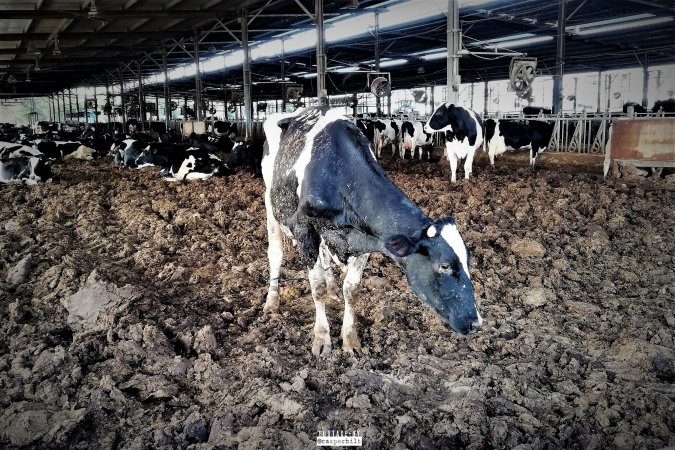 Dairy Farm, Ashdod, Israel.