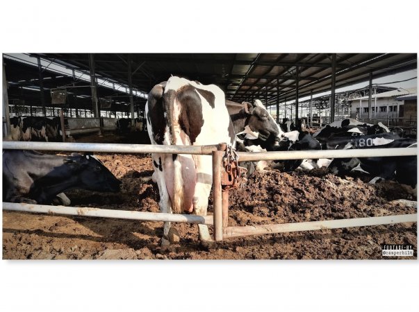 Dairy Farm, Ashdod, Israel.