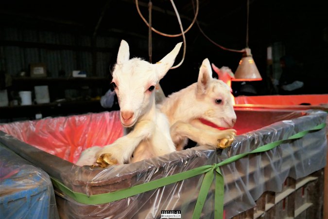 Goat Dairy and Meat Farm, Israel, February 13 2020.