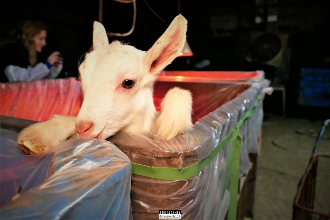 Goat Dairy and Meat Farm, Israel, February 13 2020.