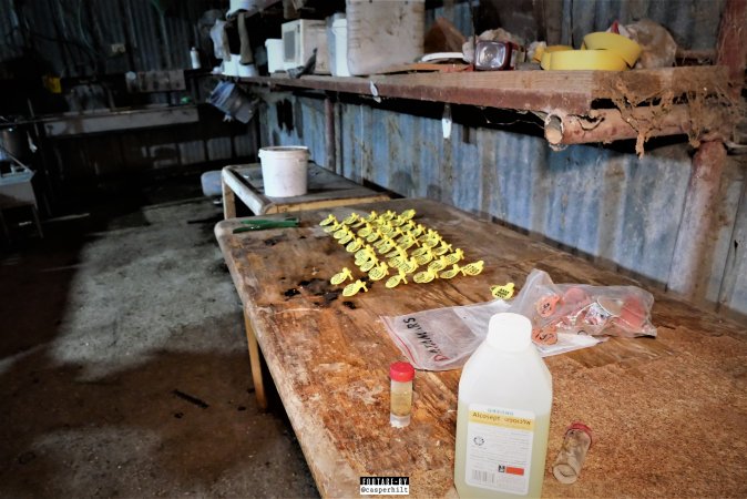 Goat Dairy and Meat Farm, Israel, February 13 2020.