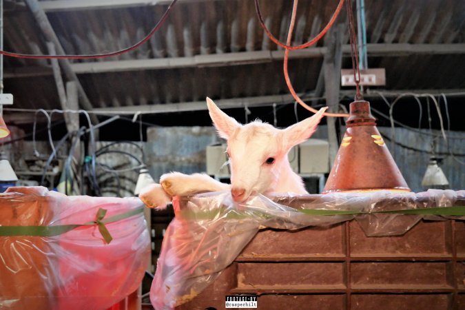 Goat Dairy and Meat Farm, Israel, February 13 2020.