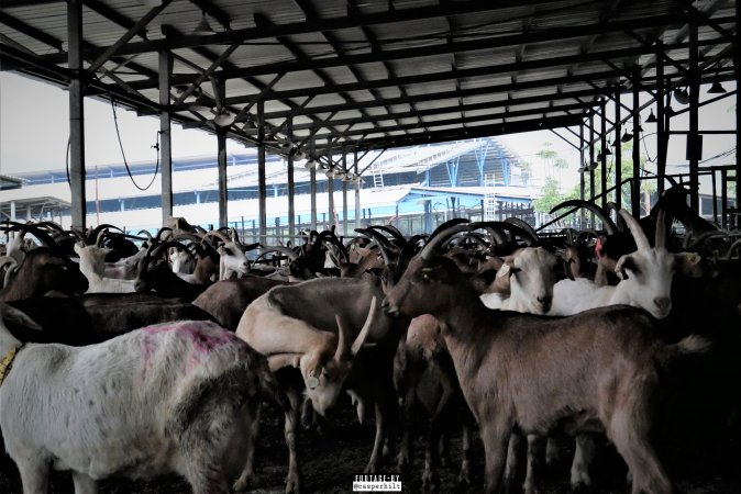 Goat Dairy and Meat Farm, Israel, February 13 2020.