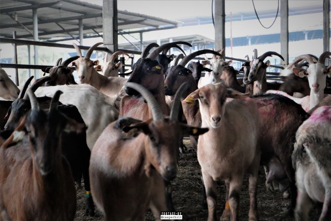 Goat Dairy and Meat Farm, Israel, February 13 2020.