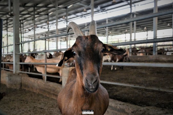 Goat Dairy and Meat Farm, Israel, February 13 2020.