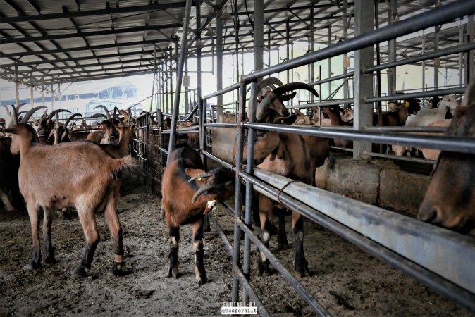 Goat Dairy and Meat Farm, Israel, February 13 2020.