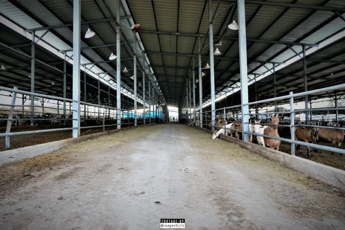 Goat Dairy and Meat Farm, Israel, February 13 2020.