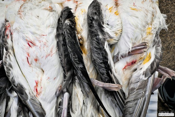 The annual hunt on juvenile fulmars, The Faroe Islands, August 2020.