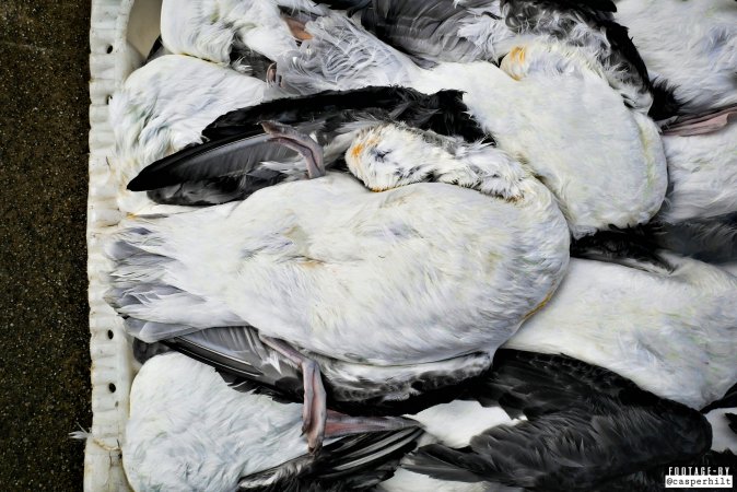 The annual hunt on juvenile fulmars, The Faroe Islands, August 2020.